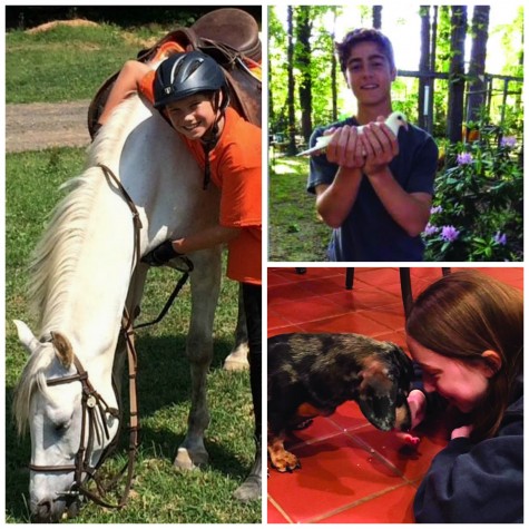 Fantastic pets and where to find them