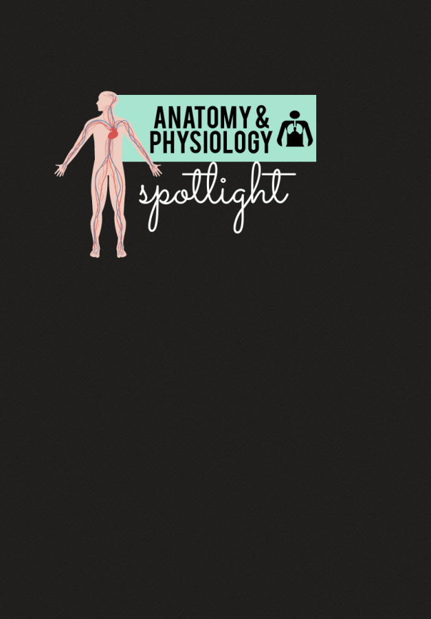 anatomygraphic