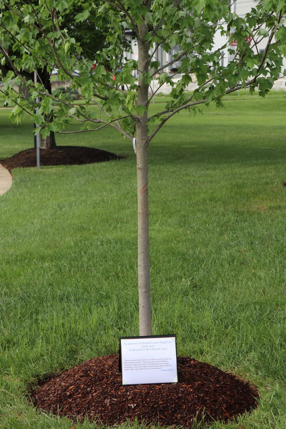 Eighth Grade Students Dedicate Tree In Memory Of Classmate The Lion S Eighth Grade Students Dedicate Tree In Memory Of Classmate The Lion S