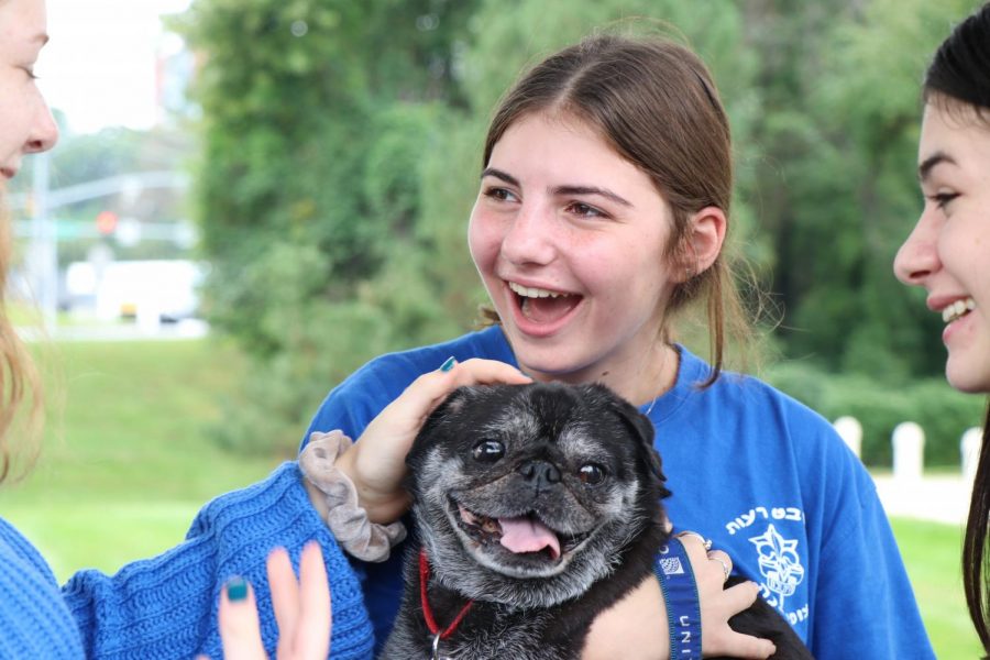 Freshman Naomi Stillman spent her lunch playing with the therapy dogs. 