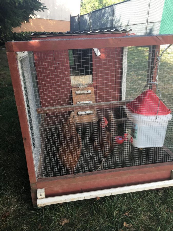 The Lower Schools new chicken coop has two hens, Sally and Marie. The coop has recently been added into the Lower School science curriculum.