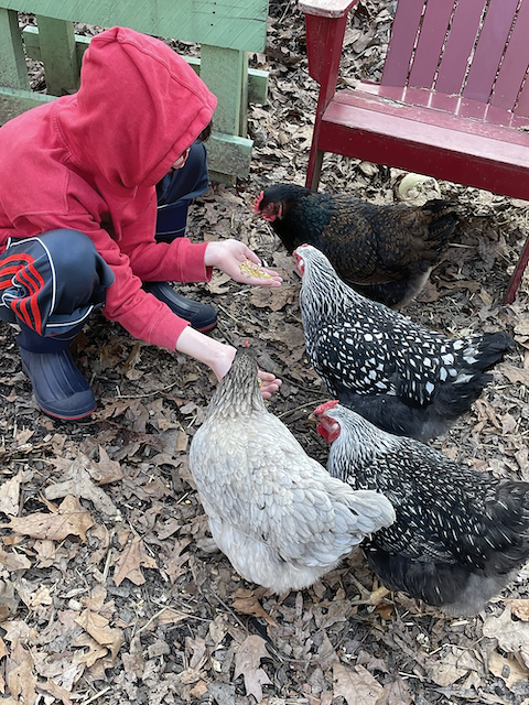 The Brophys estimate that their chickens produce about six eggs per day. 
