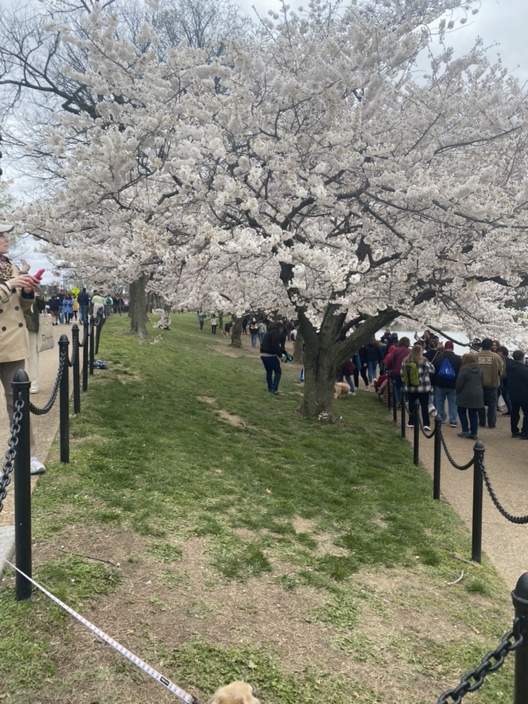 The unique cherry blossom trees can only be seen during the springtime. 