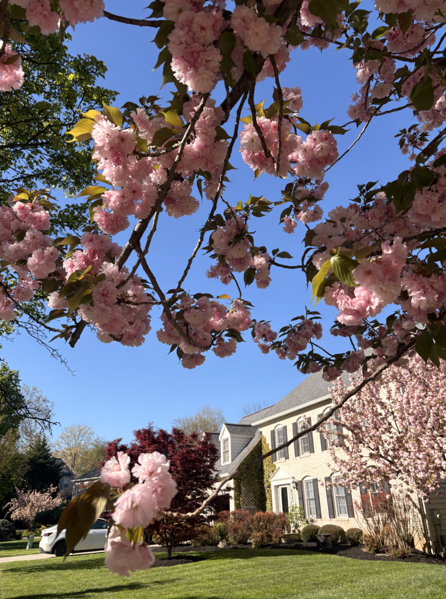 Walking outside is a great opportunity to see spring fauna. 